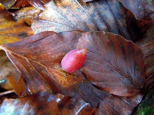 Cecidonia del faggio