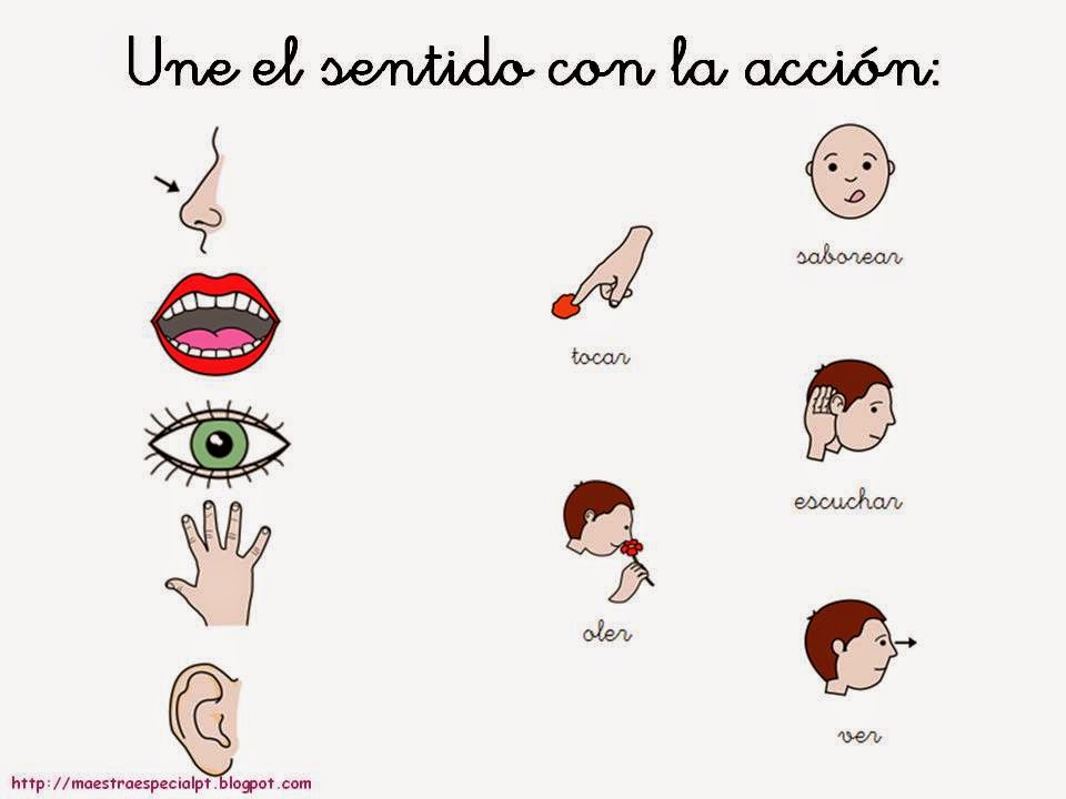 ACTIVIDADES EDUCACION PRIMARIA LOS 5 SENTIDOS