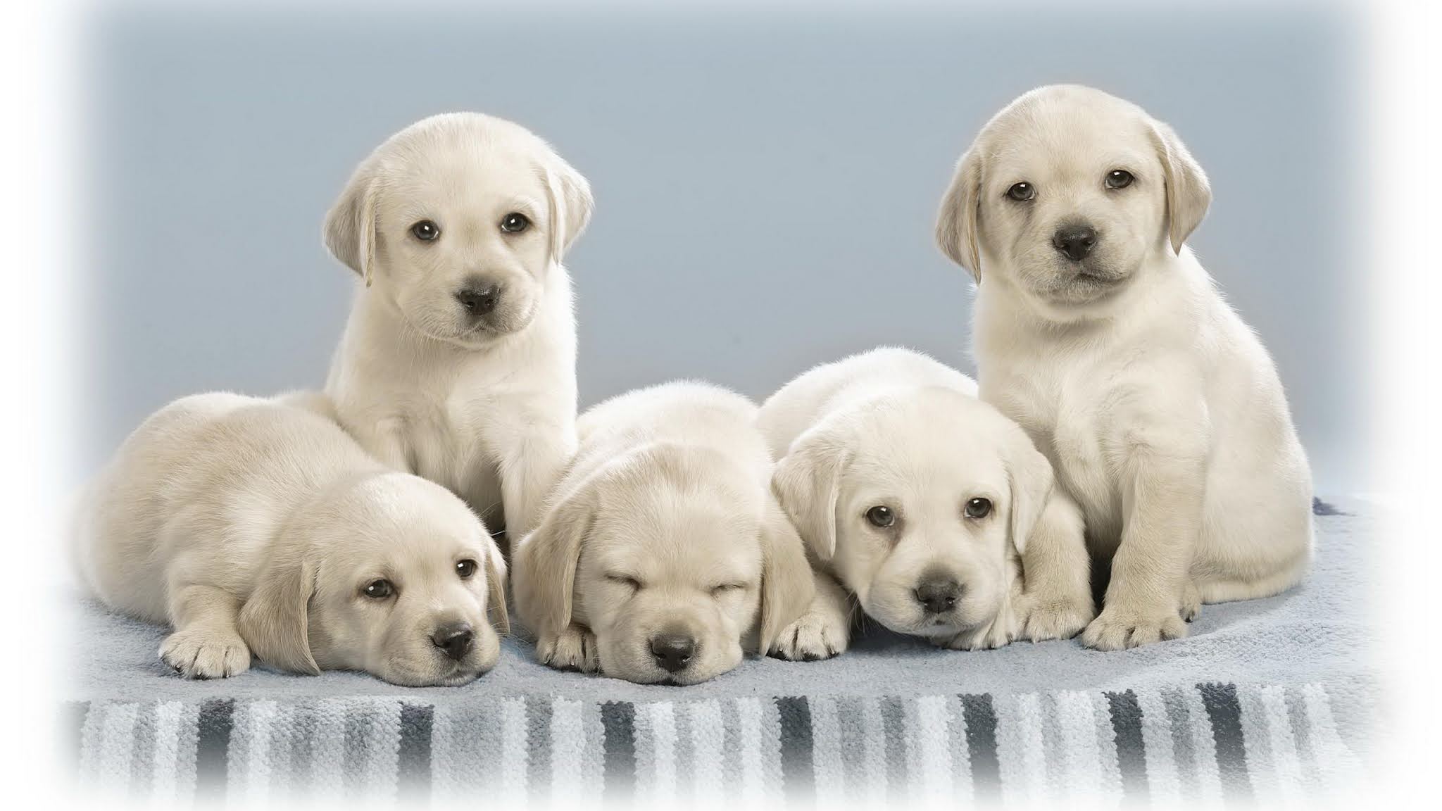 великолепная пятерка щенки. пятеро щенят. куча щенков. пятеро щенят. обои щенки.