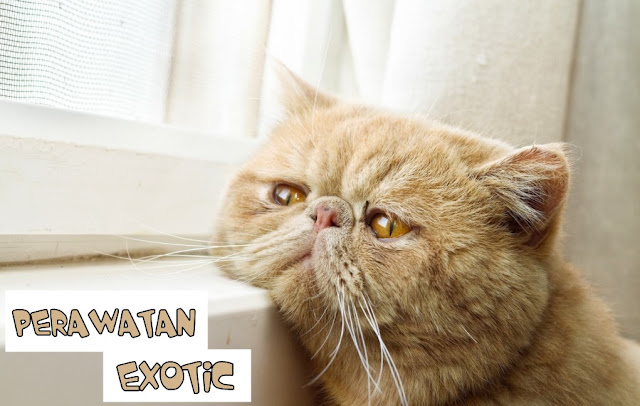 Cara Merawat Kucing Exotic Shorthair