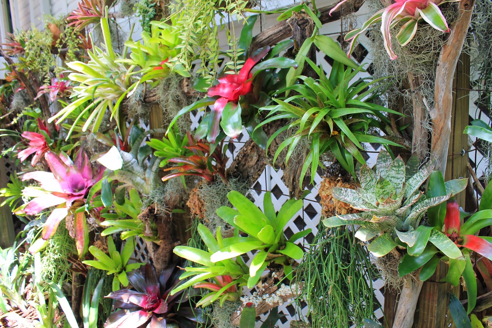 Connecting Pieces: Tropical Living Wall