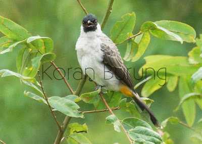 Pengalaman Menjinakkan Kutilang yang Masih Giras Burung Kutilang termasuk burung yang layak dijadikan klangenan dirumah Pengalaman Menjinakkan Kutilang yang Masih Giras