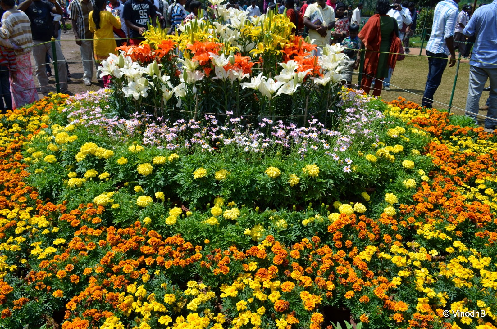 Vinodh Photography Ooty Flower show 2014
