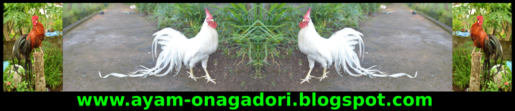 Jual Ayam Onagadori | Media Informasi Peternak dan Penjual Ayam Onagadori