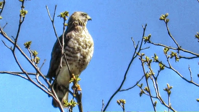 Broad Winged Hawk Takes Off