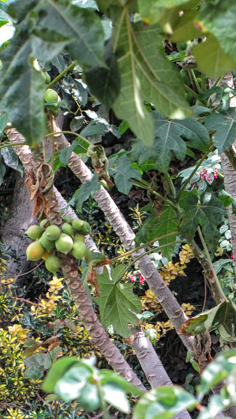 Exotische Pflanzen und Früchte Papaya / Carica Papaya
