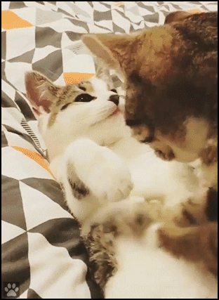 Funny Cat GIF • Cute and Hot! Cat massaging Kitten lying on bed on its back. Like a human masseuse