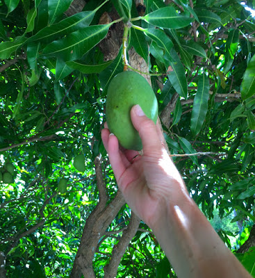 picking a mango