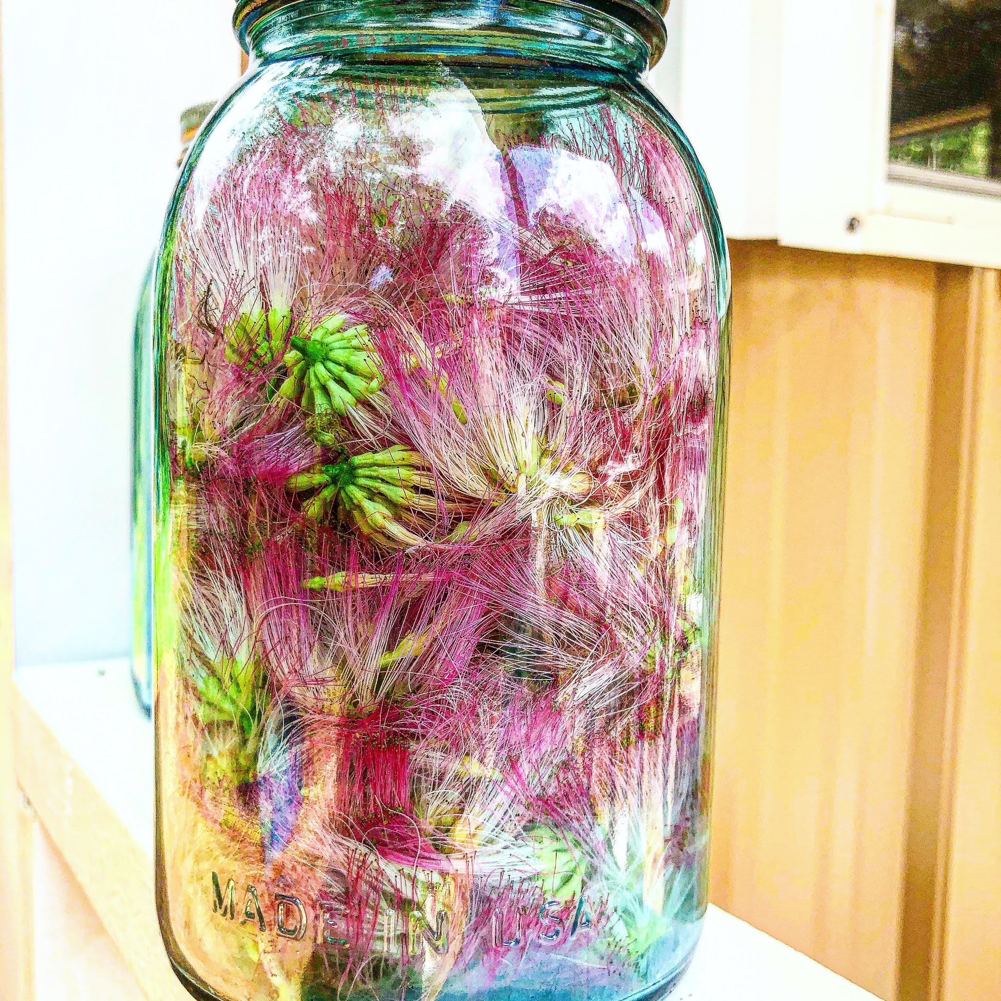 What To Know About Mimosa Trees