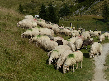 Le Béarn - Blogs de Francia - Col d'Aubisque (Gourette) (5)