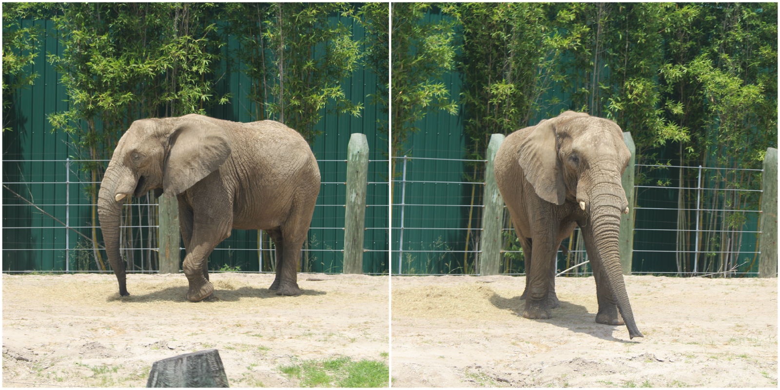 Lowry-Park-Zoo-Tampa