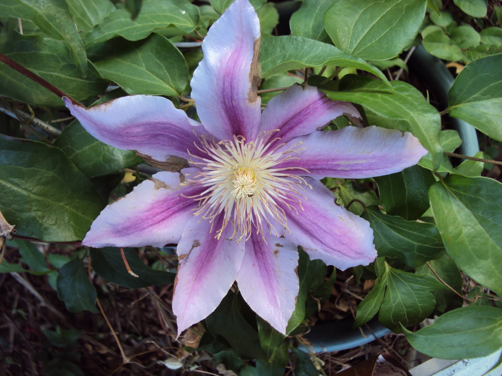  Ms Smartie Pants Flowers that don't need watering!