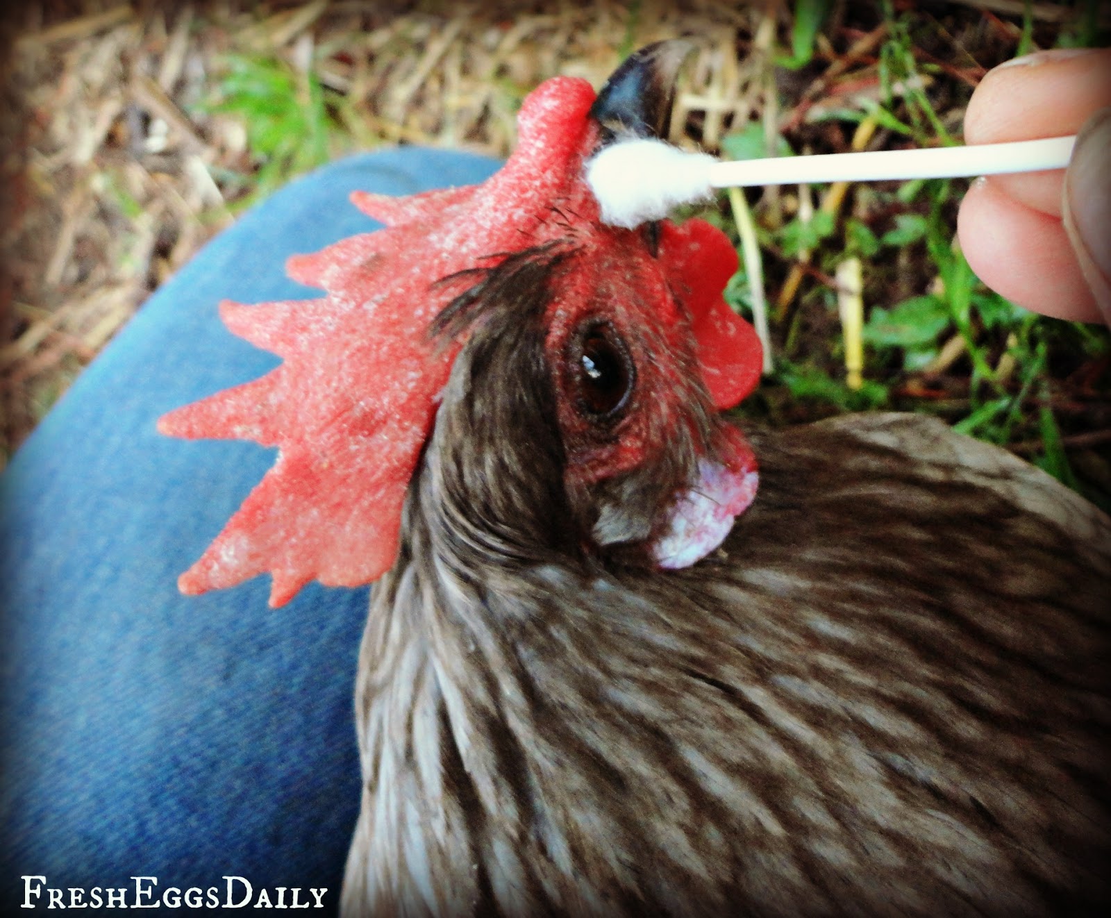 How to Administer Medication to a Chicken Fresh Eggs Daily® with Lisa