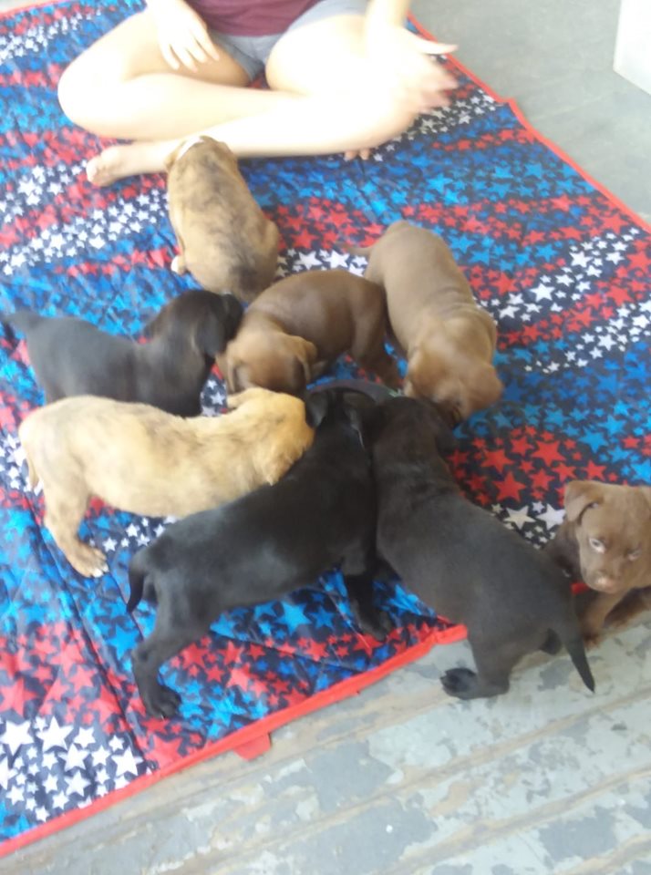 adopt 6 weeks old lab boxer pit mix puppies