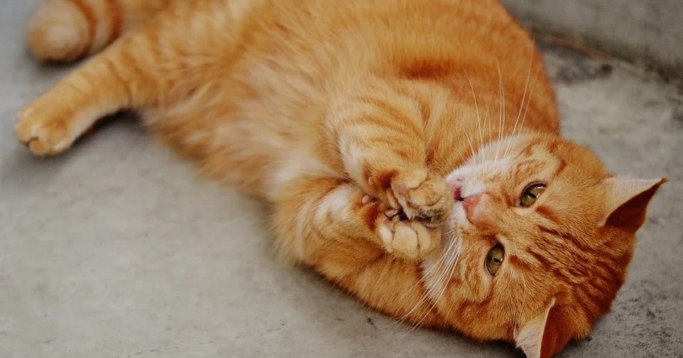 Gejala Deformitas Membuat Kaki Kucing Bengkok