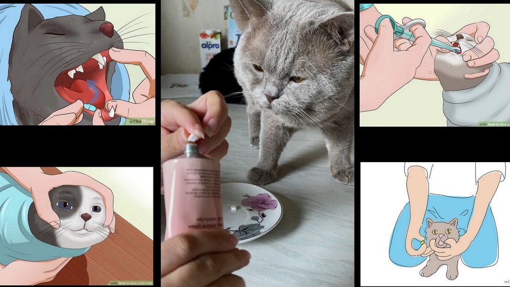 Как открыть рот кошке. Как дать таблетку кошке. Лекарство для котят. Как скормить коту таблетку.