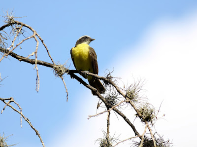 Bem-te-vi, pássaro brasileiro de peito amarelo. Seu canto parece pronunciar uma espécie de onomatopeia, a frase: bem te vi, vem daí o seu nome popular. #PraCegoVer