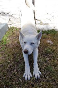 white husky stretch blue eye bicolor white husky