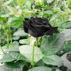  bunga  alam mawar  hitam 