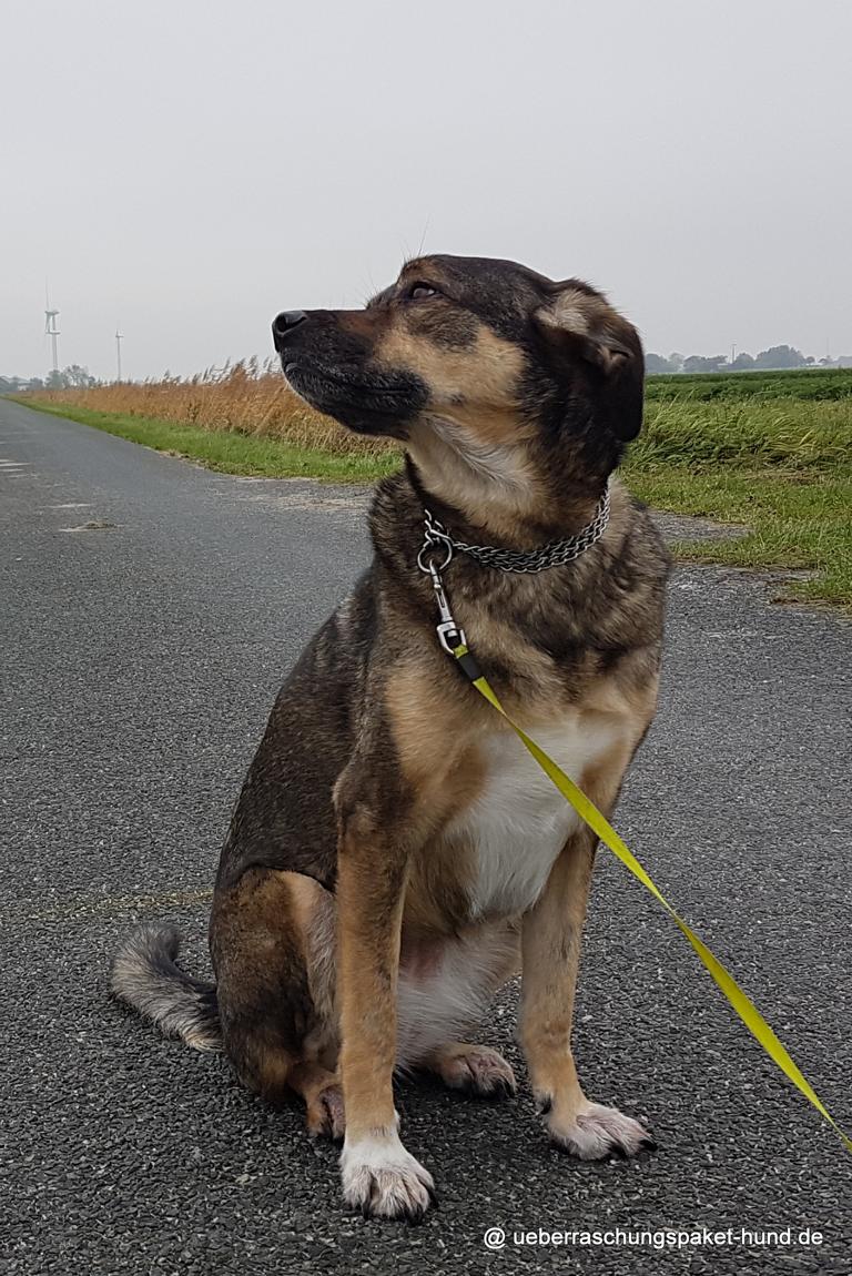 Überraschungspaket Hund ein Hundeblog der zeigt, wie unterschiedlich