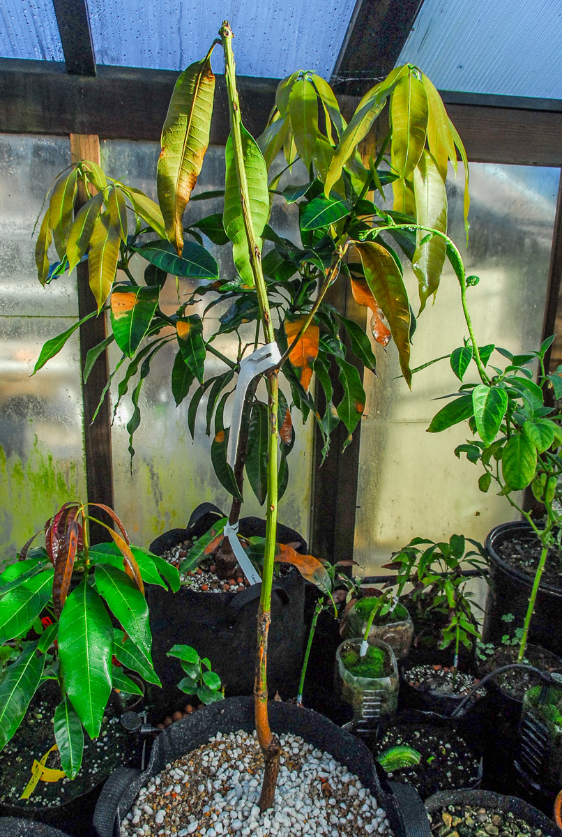 MANGO69 Mango greenhouse update.