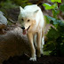 If We Want to Save Endangered Species, We Need More Capitalism and Freedom, Not Less