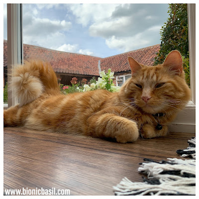 50 Shades of Ginger on The Sunday Selfies @BionicBasil® Ginger Cat Appreciation Day - Fudge