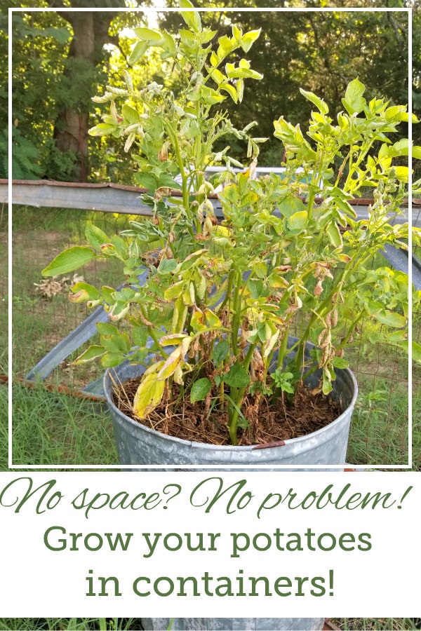 How to Grow Potatoes in Containers Oak Hill Homestead