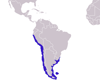 Yeleli denizaslanının dağılım haritası