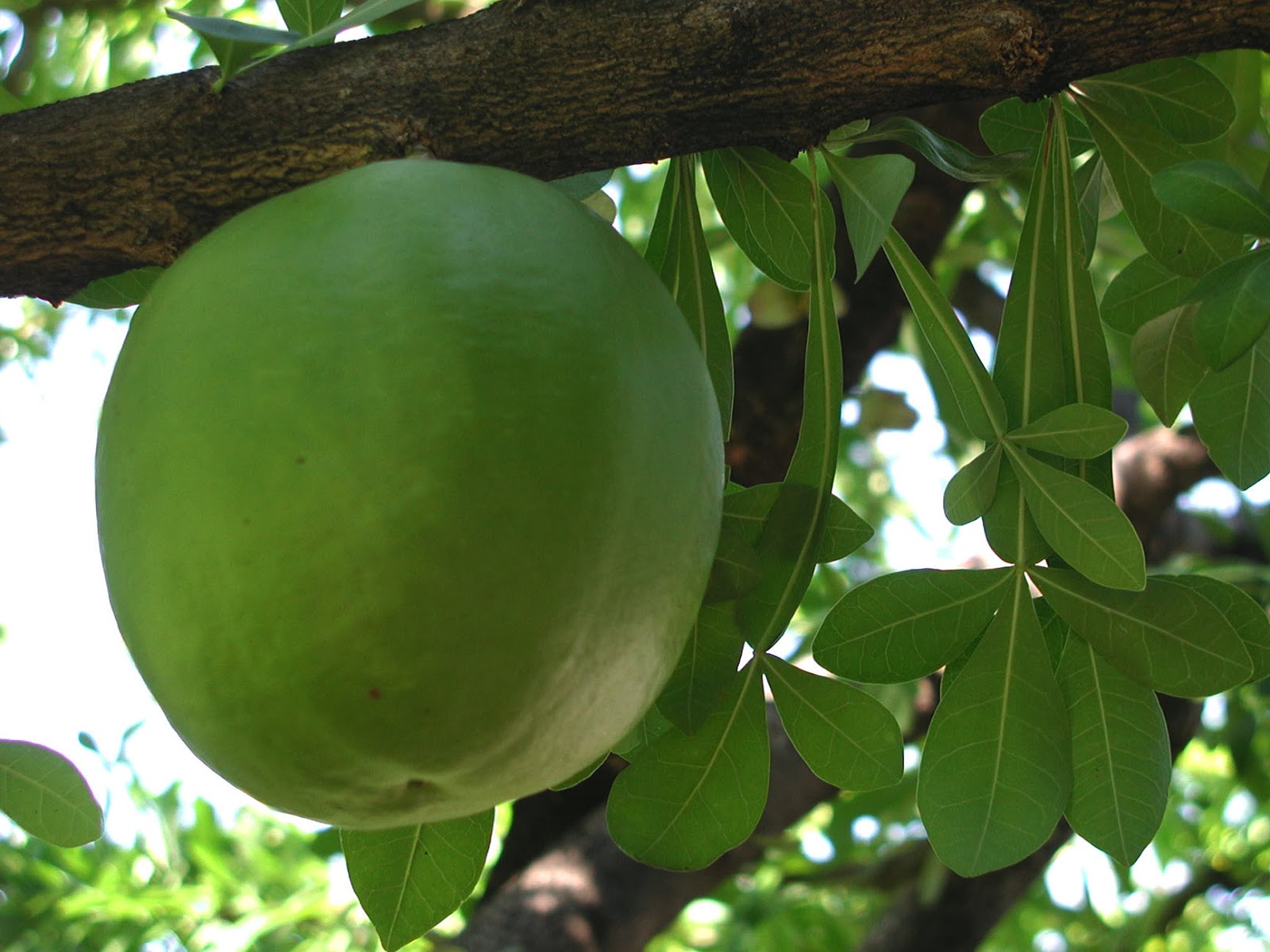 NixPixMix: CALABASH TREE NixPixMix: CALABASH TREE