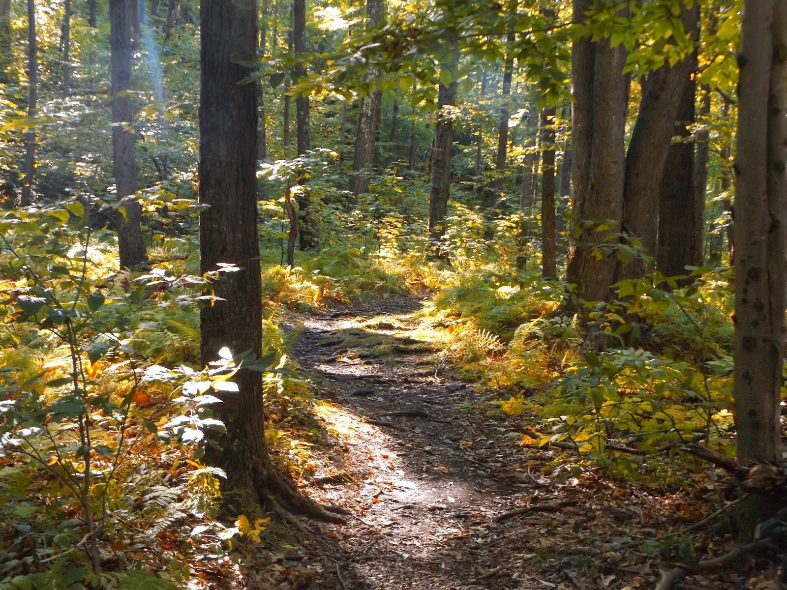Walking Man 24 7: Sages Ravine/ Bear Mountain(South Taconics)