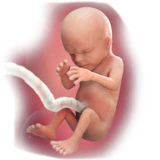 Baby Development in 14th week of Pregnancy Baby Development in 14th week of Pregnancy