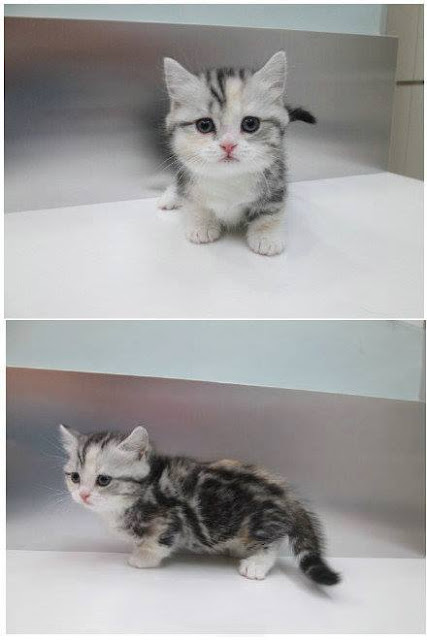 Ini Dia Keimutan Kucing Berkaki Pendek, Simak Ulasannya! Ini Dia Keimutan Kucing Berkaki Pendek, Simak Ulasannya!