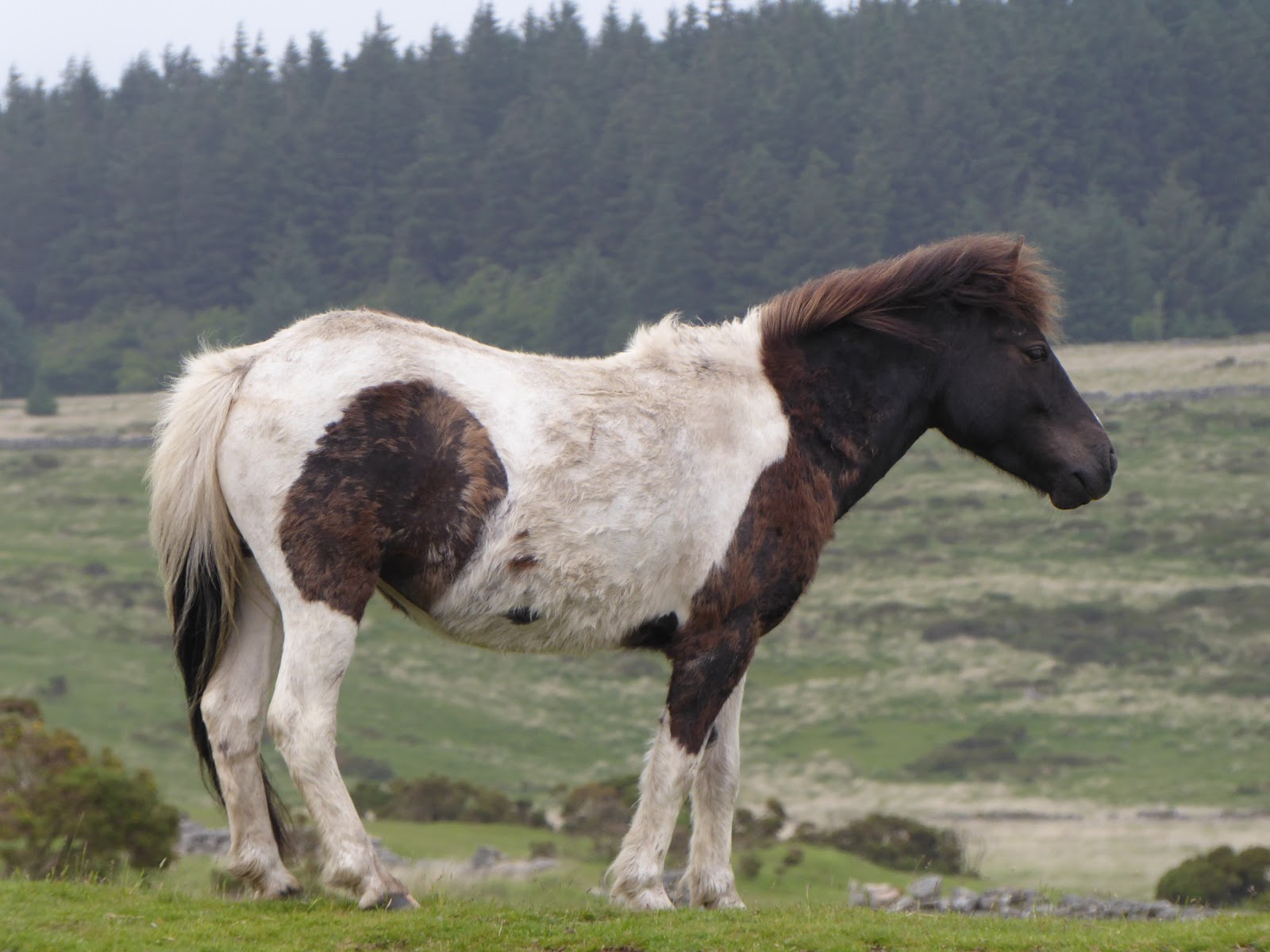 Codlinsandcream2 Dartmoor hill ponies