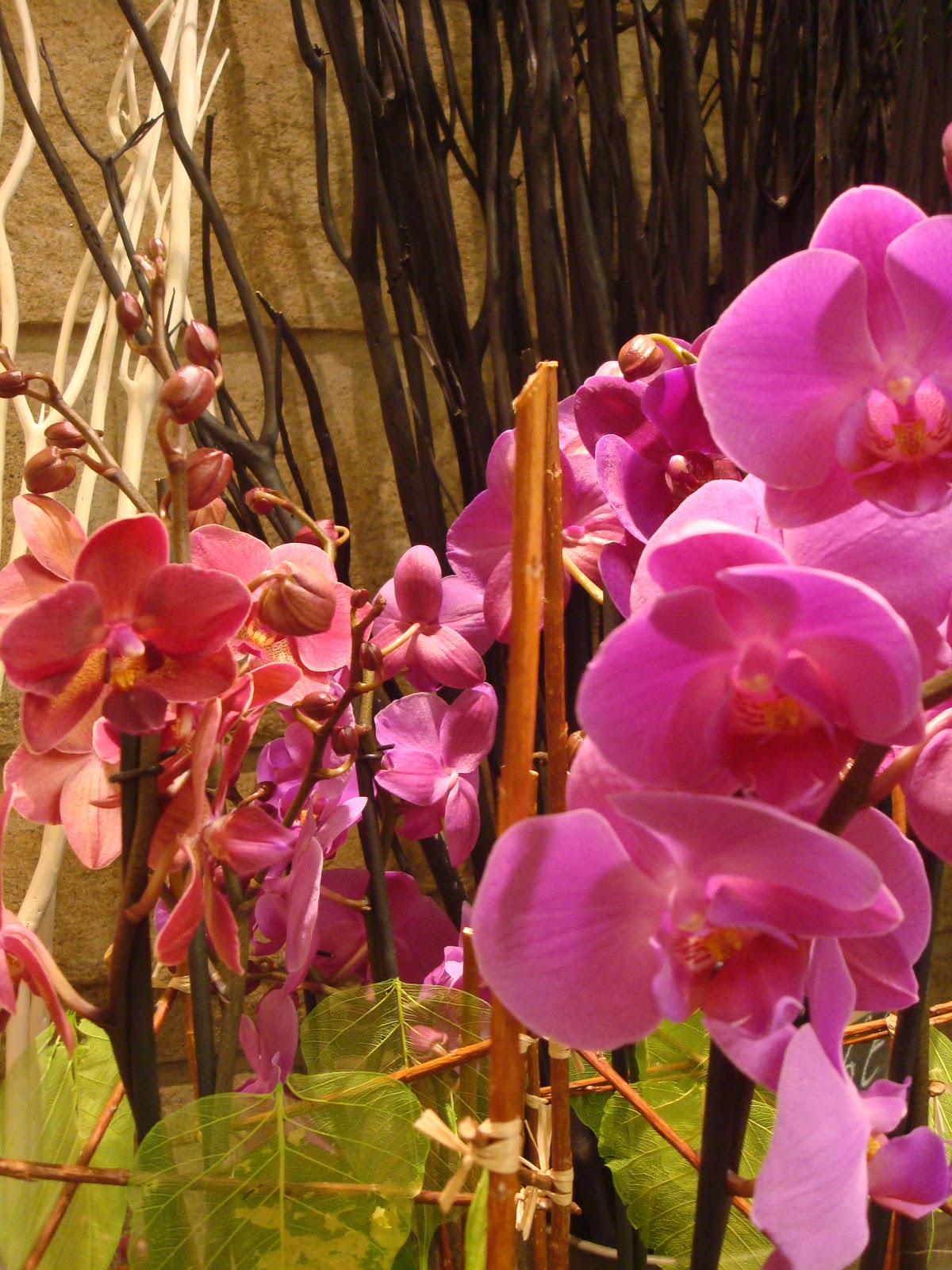 Fleuriste Isabelle Feuvrier: l'orchidée phalaénopsis