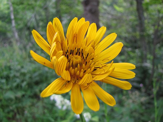 Kozibród łąkowy (Tragopogon pratensis).