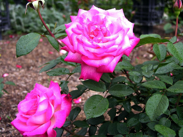 pink rose gulabi gulab beauty