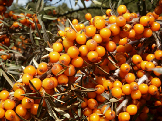 Bunatatile Casei 2019