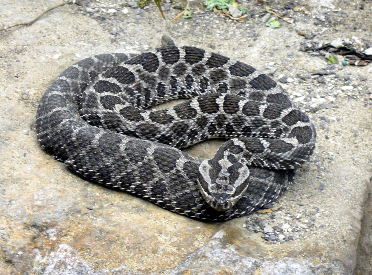 The Multicolored Diary R is for Rattlesnakes (Folktales of Endangered