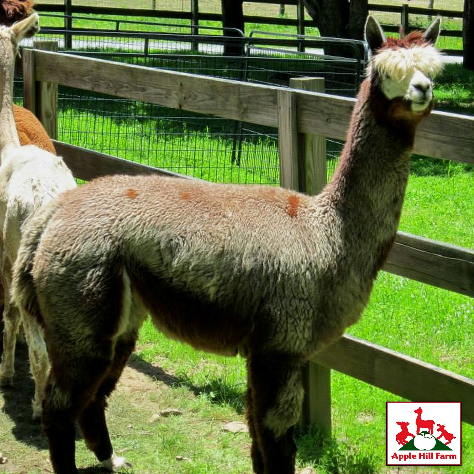 Second Thought Farming Blog Alpaca Farming