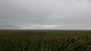 Herbes hautes, Rimouski, rive, fleuve Saint-Laurent