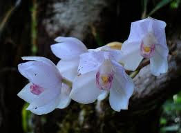 Portugal torrão natal ORQUIDEAS AGANISIA