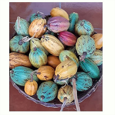 Mazorcas de cacao arrancadas de la planta, lo cual daña los cojines florales. Cesta con mazorcas arrancadas de la planta.