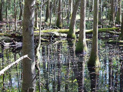 Congaree swamp