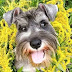 15 Things That Make Your Schnauzer Happy