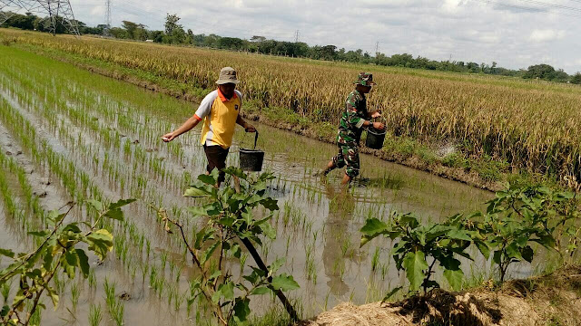 Tingkatkan Produksi Padi Babinsa Koramil 23/Ceper Dampingi Petani Dalam Pemupukan