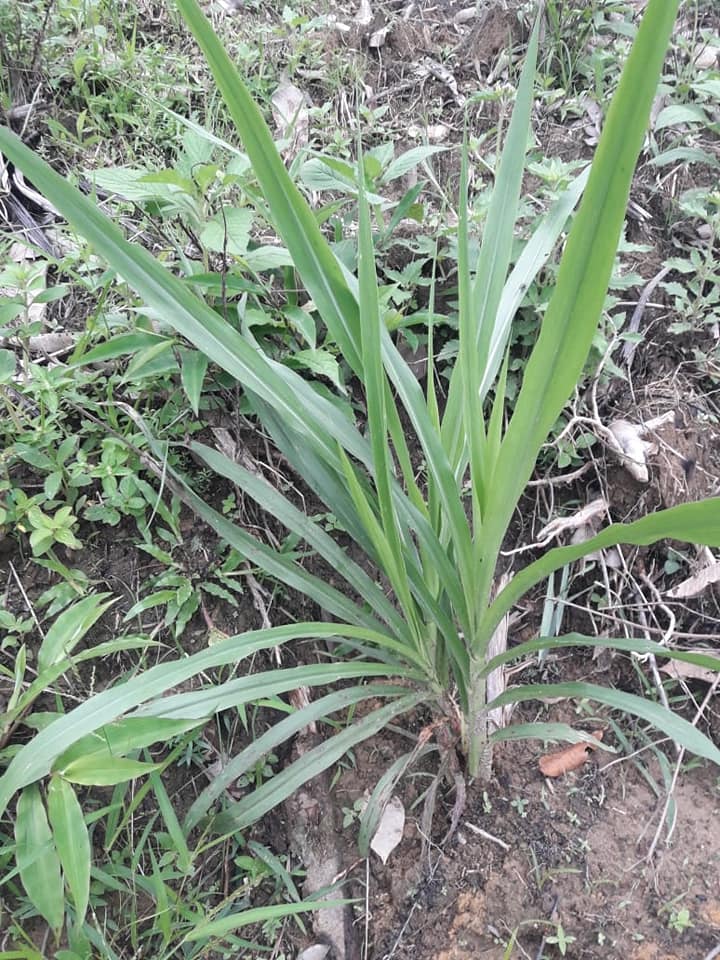 Jual Bibit Rumput Odot, Sumber Pakan Hijauan Untuk Ternak Kambing dan Domba