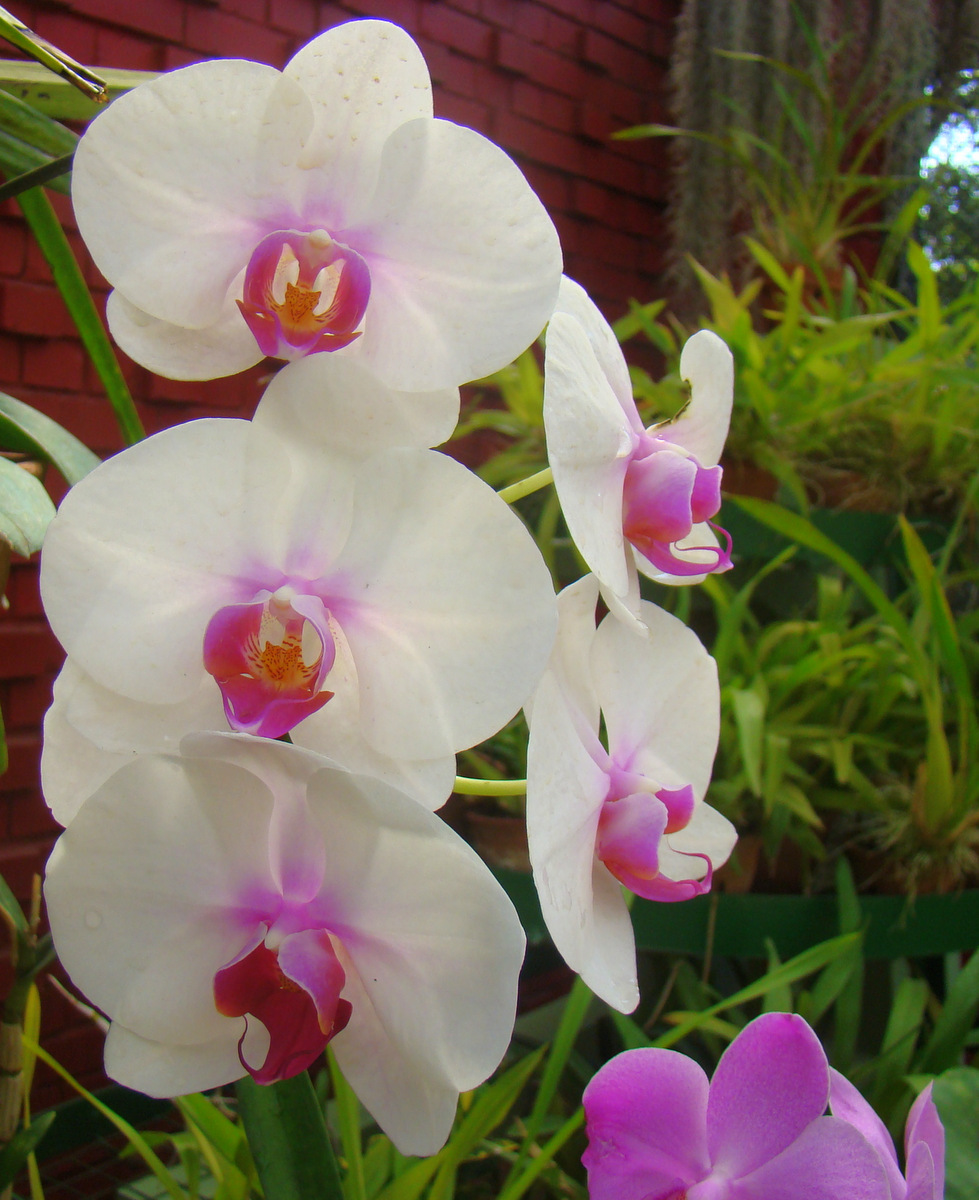 DiscoverSriLanka SRI LANKA ORCHIDS