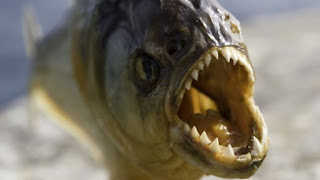 صور غريبة وعجيبة -سمكة-البيرانا