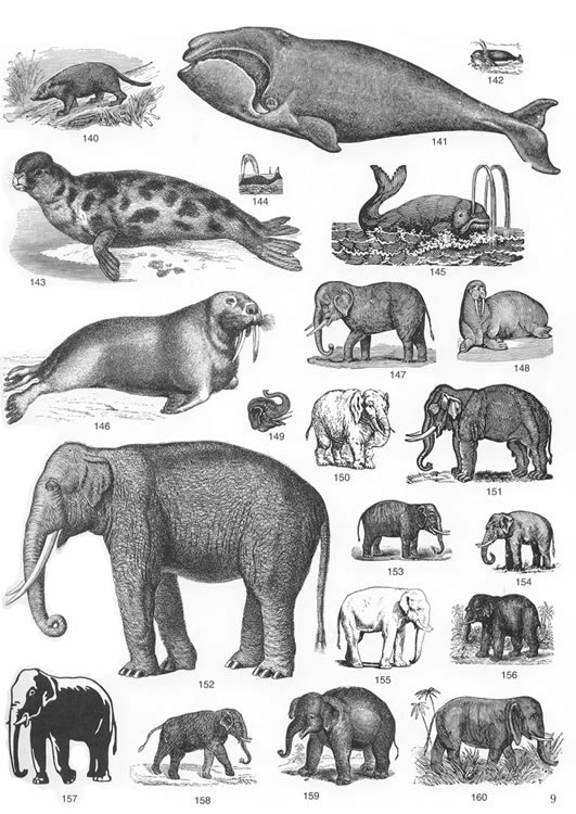 Little Grey Bungalow Vintage Images Victorian Animal Etchings